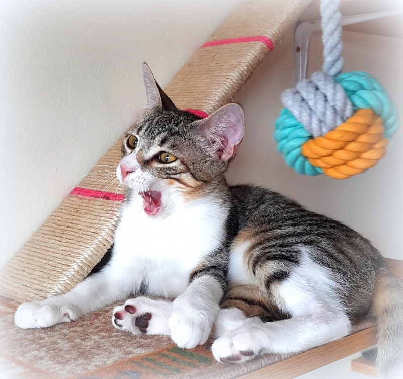 Foto Ciro