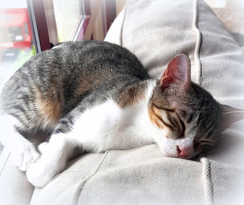 Foto Ciro