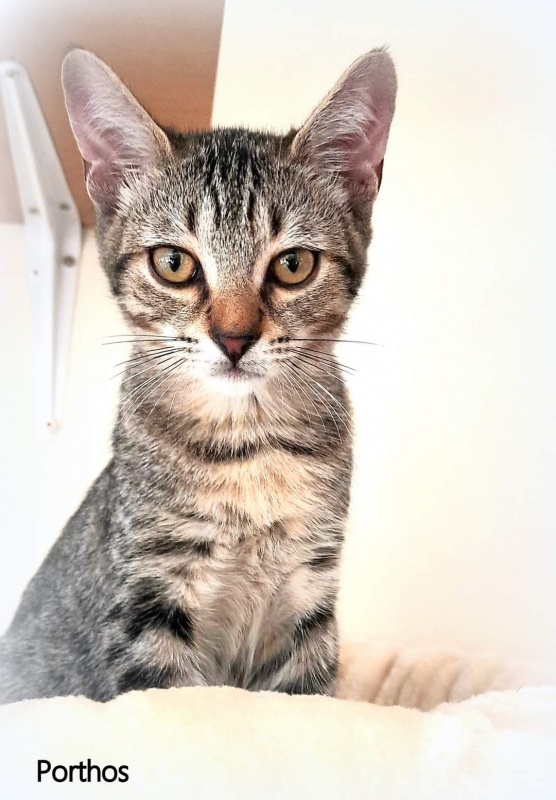 Foto Porthos