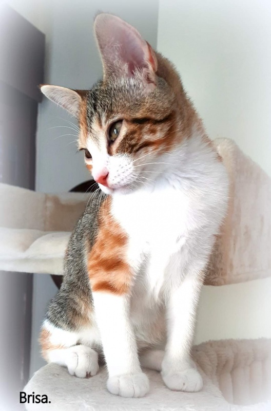 Foto Brisa