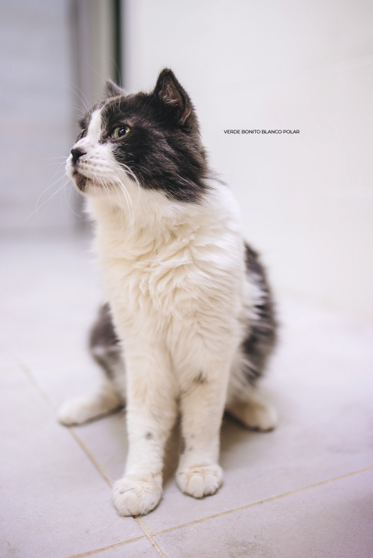 Foto Merlín