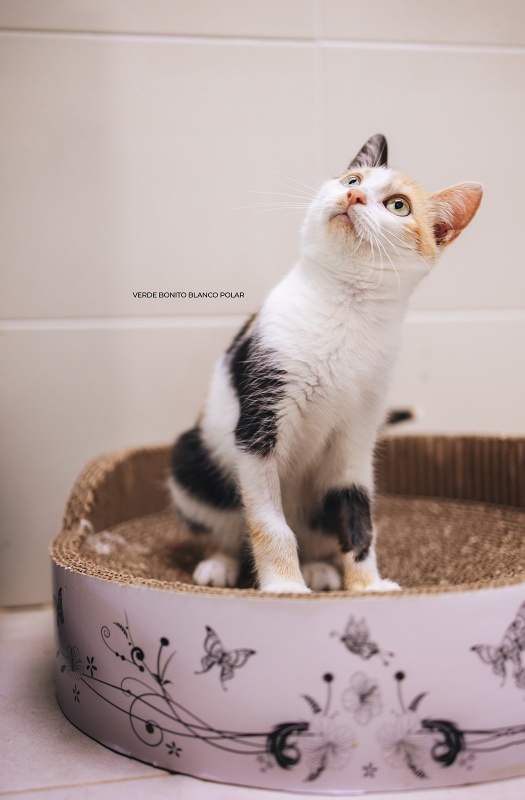 Foto Silvana