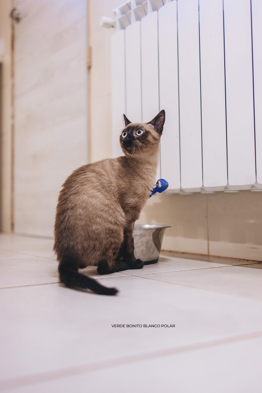 Foto Willow