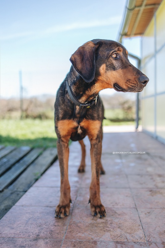 Foto Biscuit
