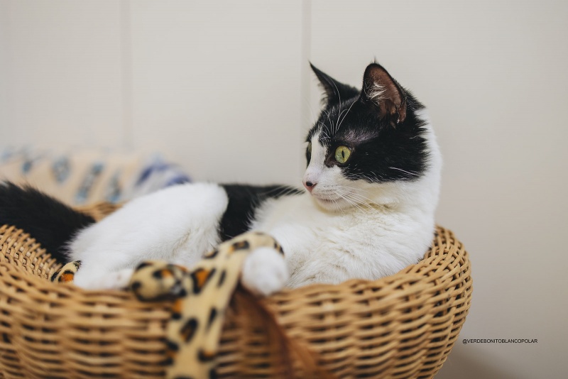 Foto Obelix