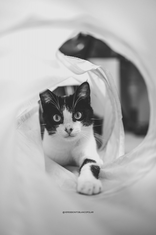 Foto Obelix