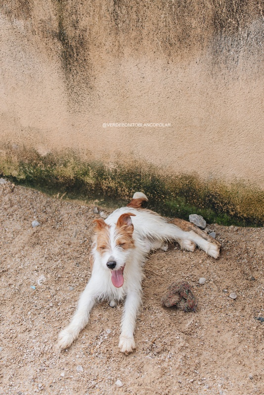 Foto Harpo