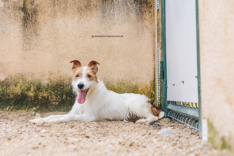 Foto Harpo