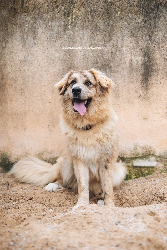 Foto Teddy