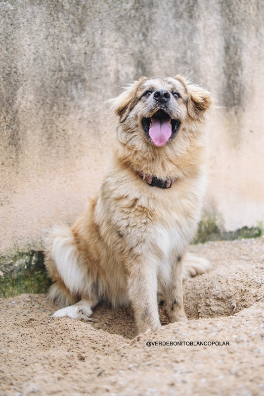 Foto Teddy