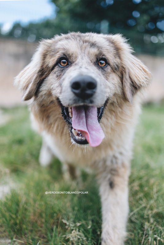 Foto Teddy