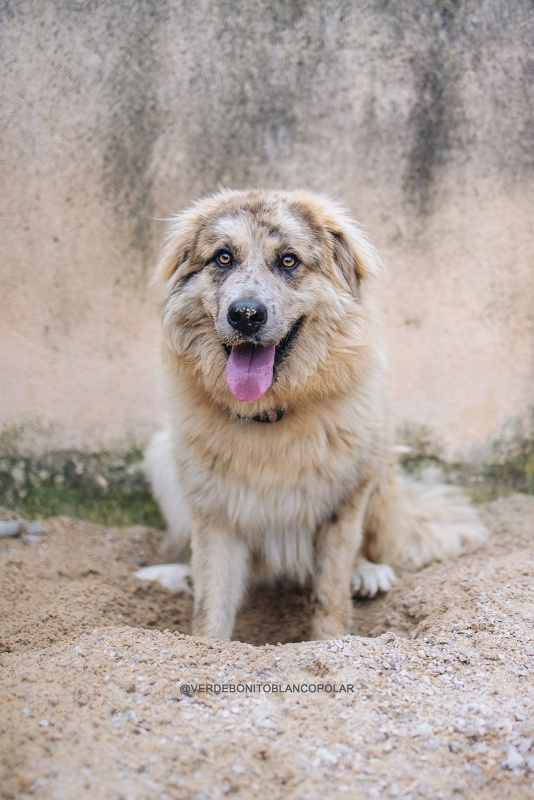 Foto Teddy