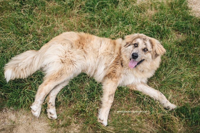 Foto Teddy