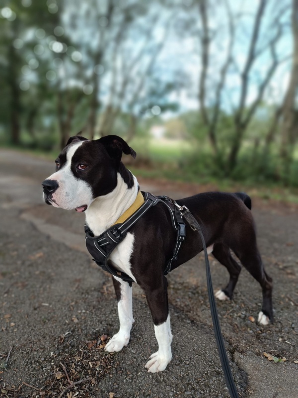 Foto Boris