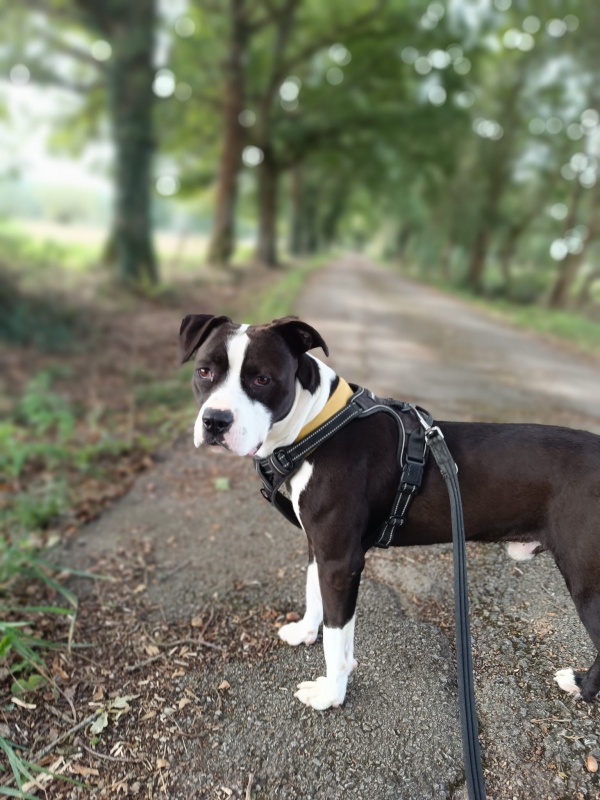 Foto Boris