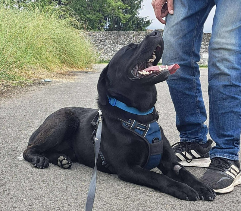 Foto Oreo