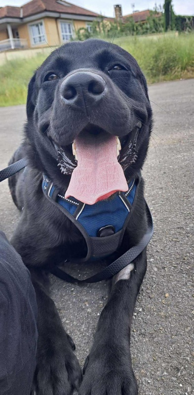 Foto Oreo