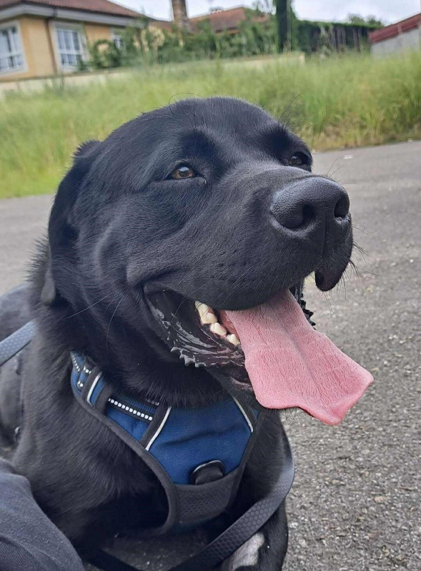 Foto Oreo
