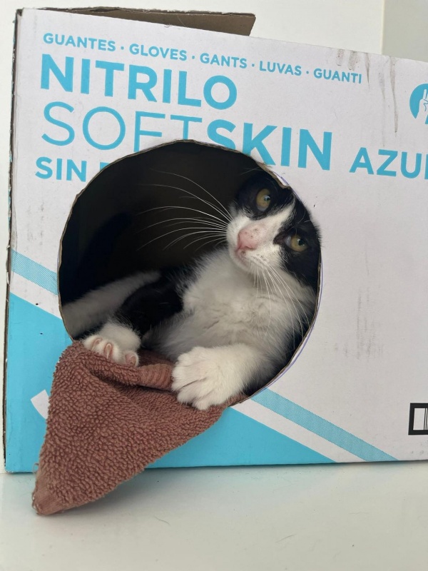 Foto Burrata