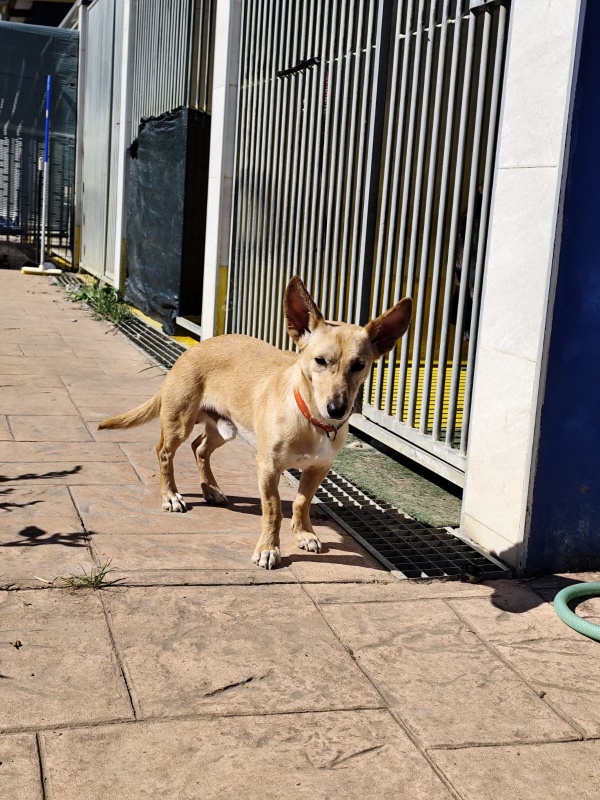 Foto Shaggy