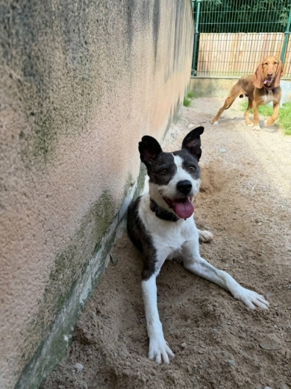 Foto Tiza
