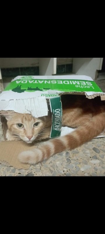 Foto Minerva