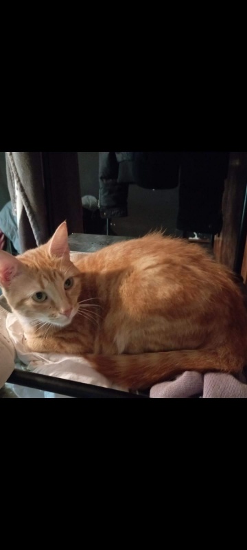Foto Minerva