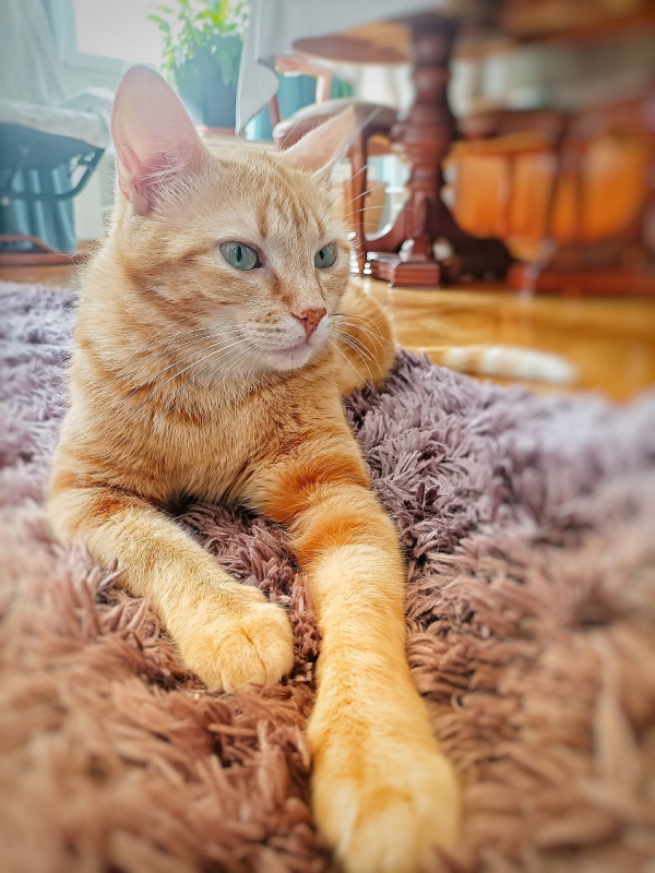 Foto Minerva