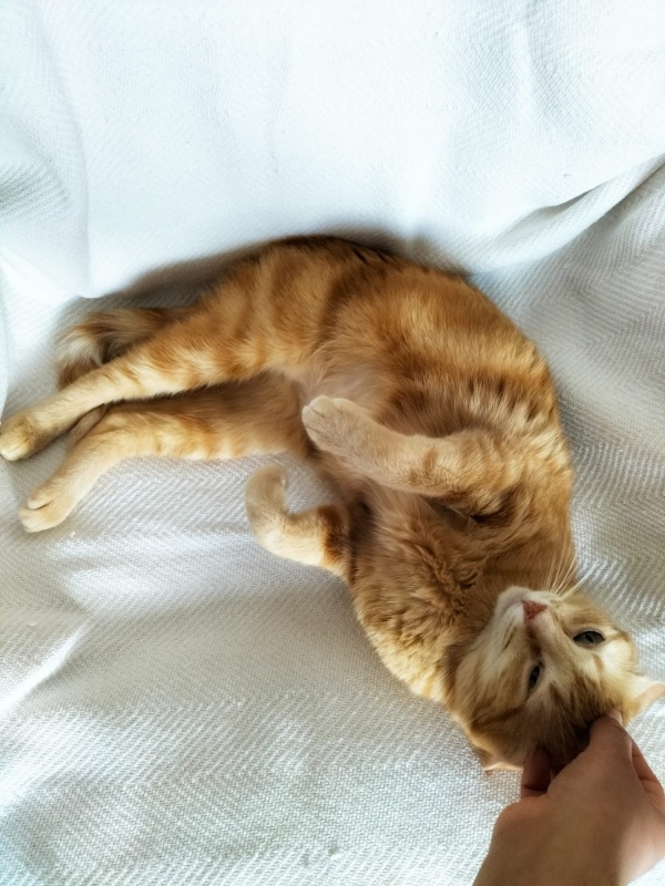 Foto Minerva