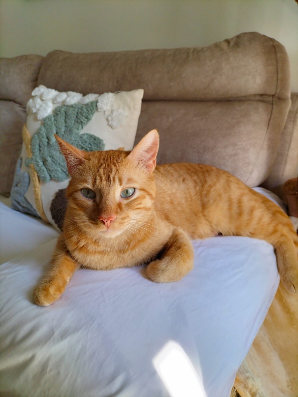 Foto Aslan