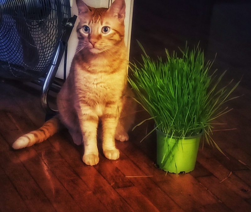 Foto Aslan
