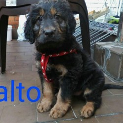 Balto