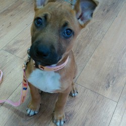 Lola