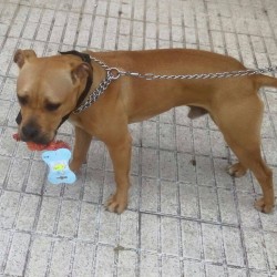 Pimentón