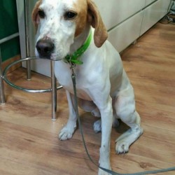 Teodoro