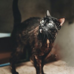 Mora