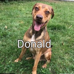 Donald