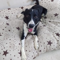 KODA