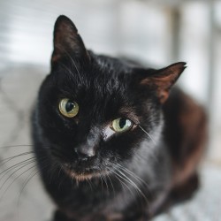 MORGAN