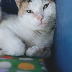 Elle