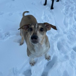 LAIKA 