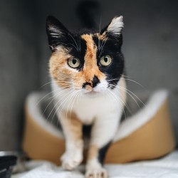 MERIDA