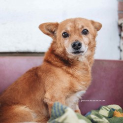 TOBI