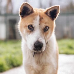 HACHIKO