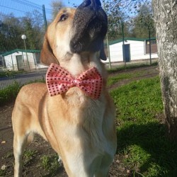LEONCIO