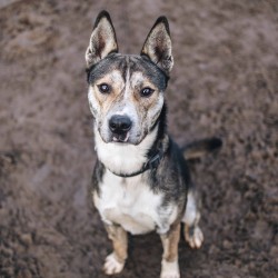 Zeus Husky