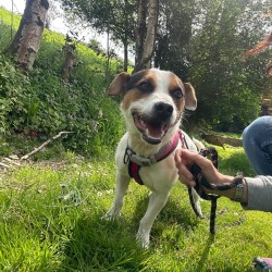 Tobi