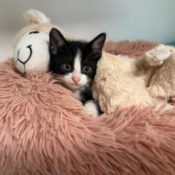 Figaro
