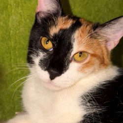 Fiona