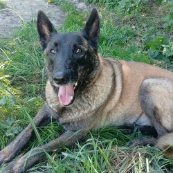 Chico